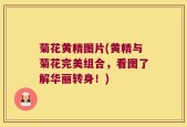 菊花黄精图片(黄精与菊花完美组合，看图了解华丽转身！)