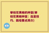攀枝花黄精的种苗(攀枝花黄精种苗：选苗技巧、栽培要点简介)
