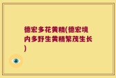 德宏多花黄精(德宏境内多野生黄精繁茂生长)