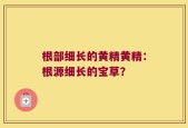 根部细长的黄精黄精：根源细长的宝草？
