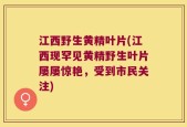 江西野生黄精叶片(江西现罕见黄精野生叶片屡屡惊艳，受到市民关注)