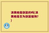 滇黄精是倒苗的吗(滇黄精是否为倒苗植物？)