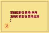 崇阳挖野生黄精(崇阳发现珍稀野生黄精资源)