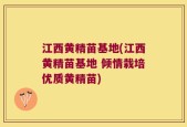 江西黄精苗基地(江西黄精苗基地 倾情栽培优质黄精苗)