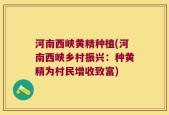 河南西峡黄精种植(河南西峡乡村振兴：种黄精为村民增收致富)