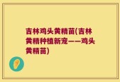 吉林鸡头黄精苗(吉林黄精种植新宠——鸡头黄精苗)
