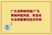 广元滇黄精种植(广元黄精种植风靡，有望成为当地重要的经济作物)