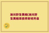 淅川野生黄精(淅川野生黄精采摘季即将开启