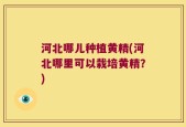 河北哪儿种植黄精(河北哪里可以栽培黄精？)