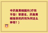 中药臭黄精图片(疗效不俗！草原名、药臭黄精独享的药效为何这么神奇？)