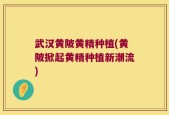 武汉黄陂黄精种植(黄陂掀起黄精种植新潮流)