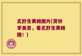炙野生黄精图片(赏秋季美景，看炙野生黄精图！)