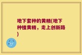 地下套种的黄精(地下种植黄精，走上创新路)