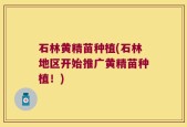 石林黄精苗种植(石林地区开始推广黄精苗种植！)