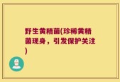 野生黄精菌(珍稀黄精菌现身，引发保护关注)