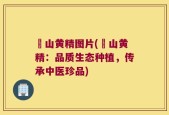 矷山黄精图片(矷山黄精：品质生态种植，传承中医珍品)