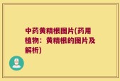 中药黄精根图片(药用植物：黄精根的图片及解析)