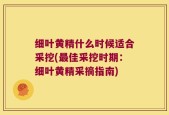 细叶黄精什么时候适合采挖(最佳采挖时期：细叶黄精采摘指南)