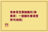 党参灵芝黄精图片(参黄灵：一张图片看清营养与功效)
