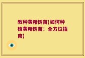 教种黄精树苗(如何种植黄精树苗：全方位指南)