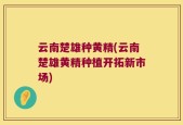 云南楚雄种黄精(云南楚雄黄精种植开拓新市场)