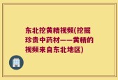 东北挖黄精视频(挖掘珍贵中药材——黄精的视频来自东北地区)