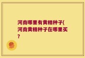 河南哪里有黄精种子(河南黄精种子在哪里买？