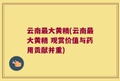 云南最大黄精(云南最大黄精 观赏价值与药用贡献并重)