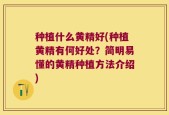 种植什么黄精好(种植黄精有何好处？简明易懂的黄精种植方法介绍)