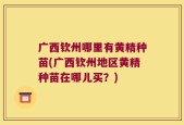 广西钦州哪里有黄精种苗(广西钦州地区黄精种苗在哪儿买？)