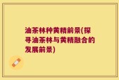 油茶林种黄精前景(探寻油茶林与黄精融合的发展前景)