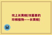 坟上长黄精(坟墓里的珍稀植物——长黄精)