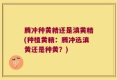 腾冲种黄精还是滇黄精(种植黄精：腾冲选滇黄还是种黄？)