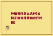种植黄精怎么选种(如何正确选种黄精进行种植)