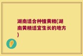 湖南适合种植黄精(湖南黄精适宜生长的地方)