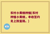 农村小黄精种植(农村种植小黄精，丰收签约走上致富路。)