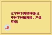 辽宁林下黄精种植(辽宁林下种植黄精，产值可观)