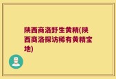 陕西商洛野生黄精(陕西商洛探访稀有黄精宝地)