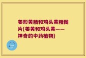 姜形黄精和鸡头黄精图片(姜黄和鸡头黄——神奇的中药植物)