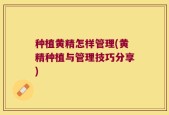 种植黄精怎样管理(黄精种植与管理技巧分享)