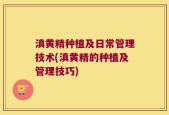 滇黄精种植及日常管理技术(滇黄精的种植及管理技巧)