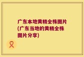 广东本地黄精全株图片(广东当地的黄精全株图片分享)