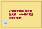 识别野生黄精(发现野生黄精：一种具有药用价值的植物)