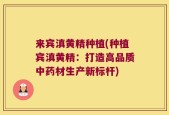 来宾滇黄精种植(种植宾滇黄精：打造高品质中药材生产新标杆)