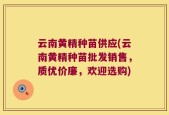 云南黄精种苗供应(云南黄精种苗批发销售，质优价廉，欢迎选购)