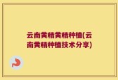 云南黄精黄精种植(云南黄精种植技术分享)