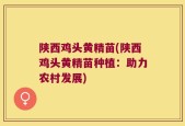 陕西鸡头黄精苗(陕西鸡头黄精苗种植：助力农村发展)