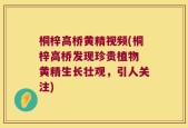 桐梓高桥黄精视频(桐梓高桥发现珍贵植物 黄精生长壮观，引人关注)