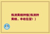 株洲黄精种植(株洲种黄精，丰收在望！)