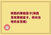 陕西的黄精苗子(陕西发现黄精苗子，带动当地农业发展)